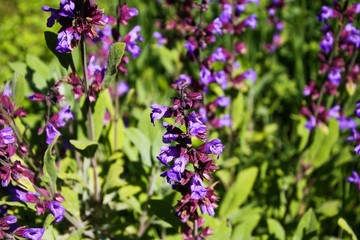 Close up of blooming sage (salvia) plant bush in garden bed, Germany