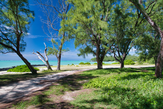 Beautiful forest trail,  Ile Aux Cerfs, Mauritius