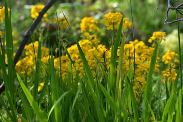 緑のバリケード