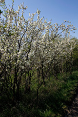 Blackthorn, Blackthorn shrubs, Prunus spinosa, Germany, Europe