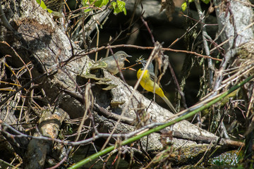 Grey wagtail on a branch to feed chick in Sweden