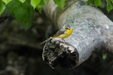 Grey wagtail on a branch to feed chick in Sweden
