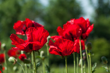 Closeup of red poppies in a field