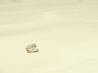 Fototapeta na wymiar beach with a shell on the clean coast
