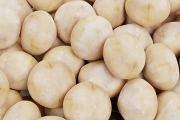 Realistic 3D Render of Macadamia Nuts