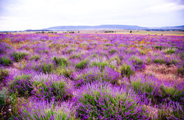 Obraz na płótnie Canvas Field with flowering lavender and poppies 