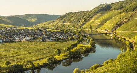wineyards in mosel valley