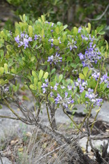 close up of a purple plant