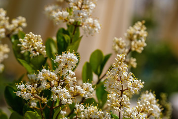 White flowers Privet oval leaf in the garden
