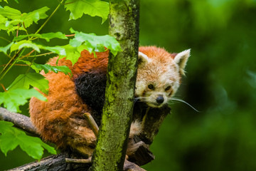 14.05.2019. Berlin, Germany. Zoo Tiagarden. The little red panda sits on branch licks and eats...