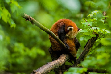 14.05.2019. Berlin, Germany. Zoo Tiagarden. The little red panda sits on branch licks and eats bamboo among greens. Rare and lovely animals.