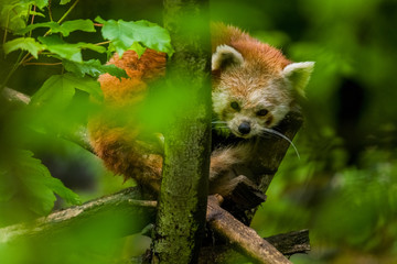 14.05.2019. Berlin, Germany. Zoo Tiagarden. The little red panda sits on branch licks and eats...