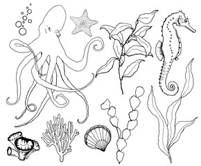 Vector sketch set with underwater wildlife. Hand painted octopus, seahorse, laminaria, starfish and shell isolated on white background. Aquatic line art illustration for design, print or background.