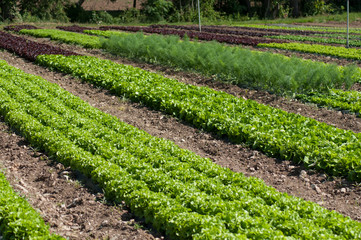 Fototapeta na wymiar closeup of organic salad alignment in a field