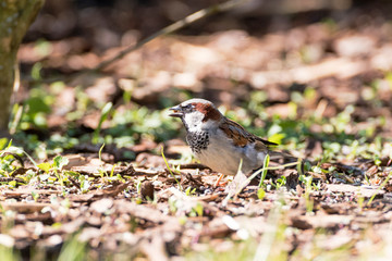 Spatz