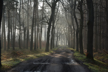 Leśna droga