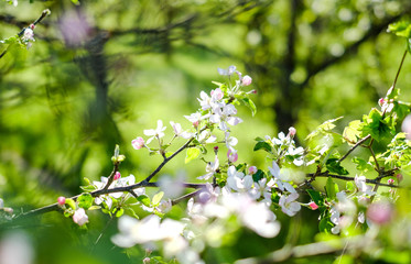Blooming Apple tree branch on blurred background 