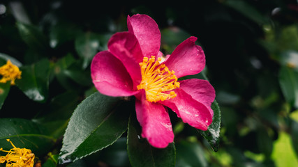 Obraz premium pink flower