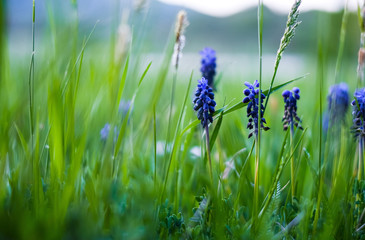 Wild Hyacinth 