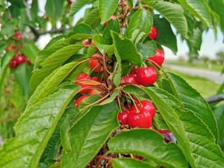 wedding summer event bride tables