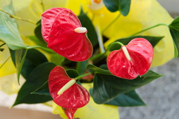 bunch of flowers