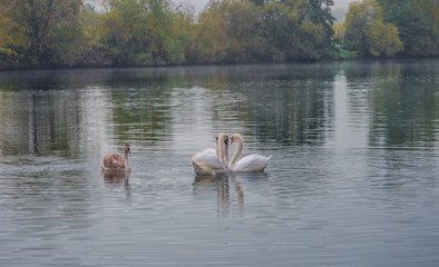 swan crew