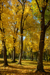 Fototapeta na wymiar Maple woods in autumn