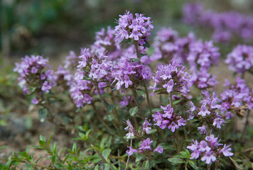 Thyme - herbal plant and spice