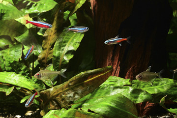Paracheirodon axelrodi - Neon red - aquarium fish and green leaves in the background. 
