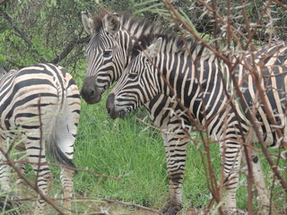 Fototapeta na wymiar zebras