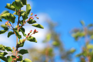 Serviceberry on branch background blue sky. Close Up Selective Focus. Amelanchier canadensis fruit on tree. Shallow depth of field.