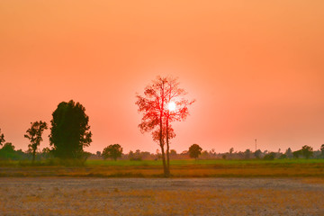 Fototapeta premium The evening sun shone on the barren and cracked ground. Elniyo phenomenon in the tropical region of Southeast Asia