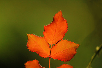 Autumn Leaf Color