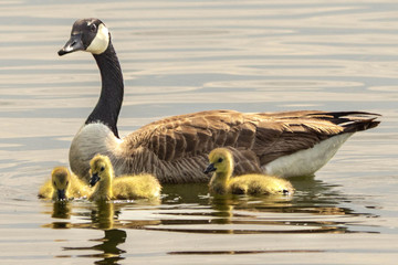 Canadian goose with goslings 