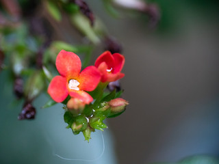 flor roja