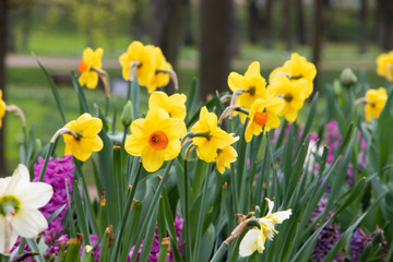 Spring flowers yellow daffodils. beautiful yellow flowers.