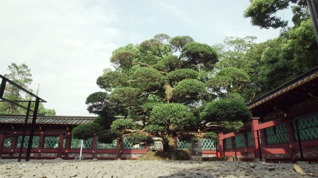 A classic Japanese tree in a dojo