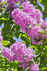 Fototapeta na wymiar a bunch of blossoming purple lilacs closeup