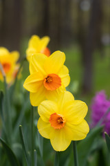 Spring flowers yellow daffodils. beautiful yellow flowers.