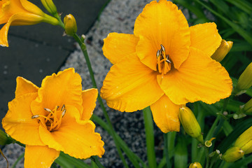 large flowers of a yellow lily close-up growing on a flower bed