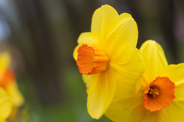 Fototapeta premium Spring flowers yellow daffodils. beautiful yellow flowers.