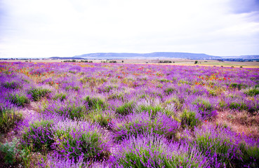 Naklejka na ściany i meble Blooming field of lavender, landscape