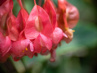 Flor roja verde fonfo 