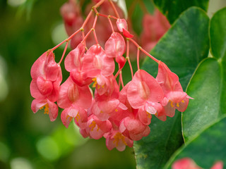Flor roja verde fonfo 