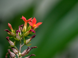 Flor roja verde fonfo 