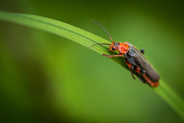 Apple red bug on a leaf