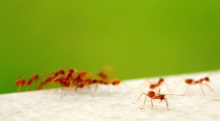 Ant posing for the camera