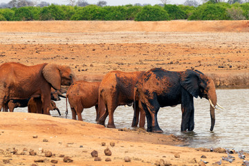 Naklejka premium Elephants mud bathing in the Savannah