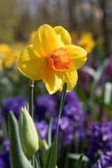 Spring flowers yellow daffodils. beautiful yellow flowers.