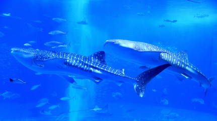 Fototapeta premium ジンベエザメ